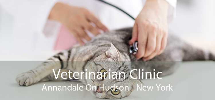 Veterinarian Clinic Annandale On Hudson - New York