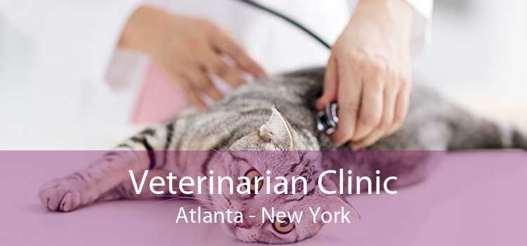 Veterinarian Clinic Atlanta - New York