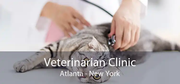 Veterinarian Clinic Atlanta - New York