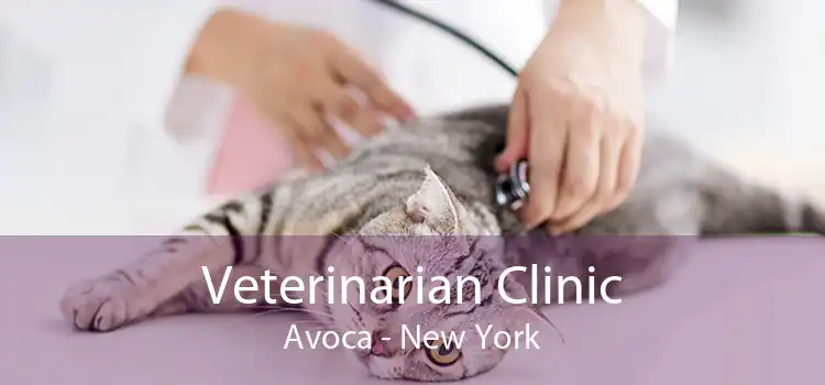 Veterinarian Clinic Avoca - New York