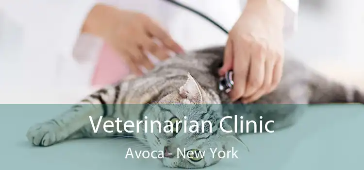 Veterinarian Clinic Avoca - New York