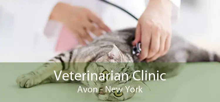 Veterinarian Clinic Avon - New York