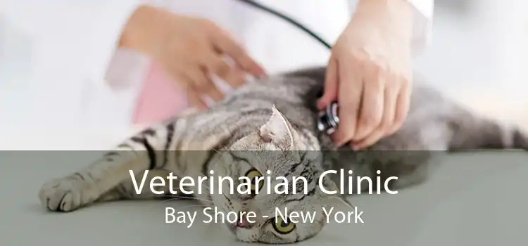 Veterinarian Clinic Bay Shore - New York