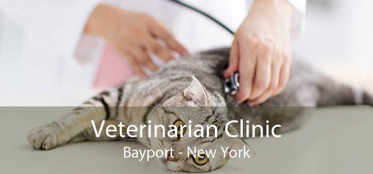 Veterinarian Clinic Bayport - New York