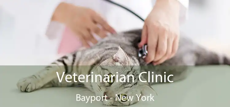 Veterinarian Clinic Bayport - New York