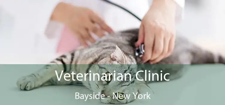 Veterinarian Clinic Bayside - New York