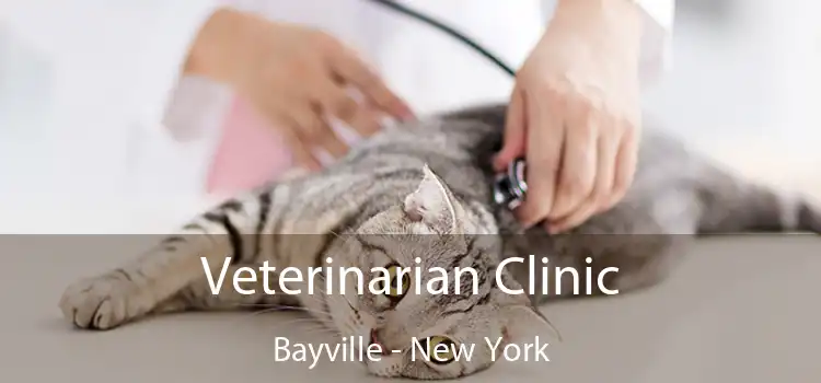 Veterinarian Clinic Bayville - New York