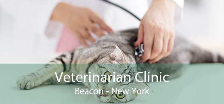 Veterinarian Clinic Beacon - New York