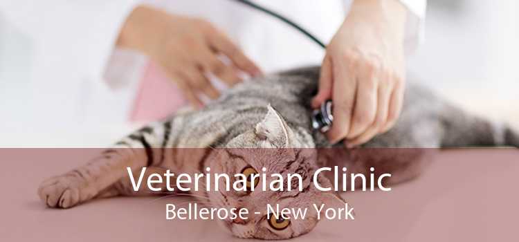 Veterinarian Clinic Bellerose - New York