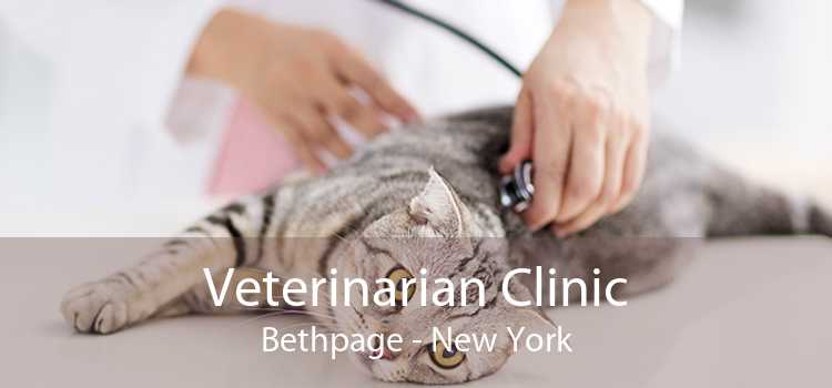 Veterinarian Clinic Bethpage - New York