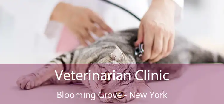 Veterinarian Clinic Blooming Grove - New York