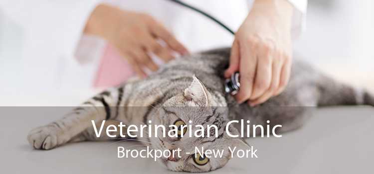 Veterinarian Clinic Brockport - New York