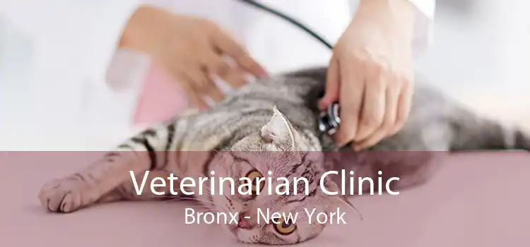 Veterinarian Clinic Bronx - New York