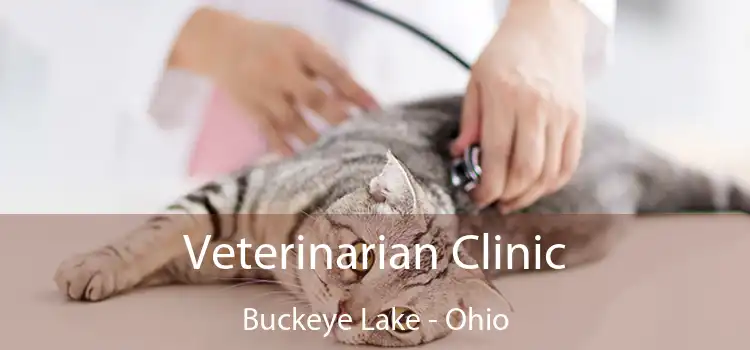 Veterinarian Clinic Buckeye Lake - Ohio