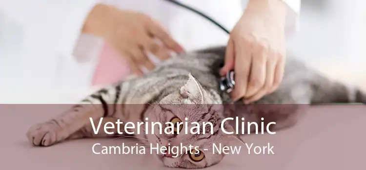 Veterinarian Clinic Cambria Heights - New York
