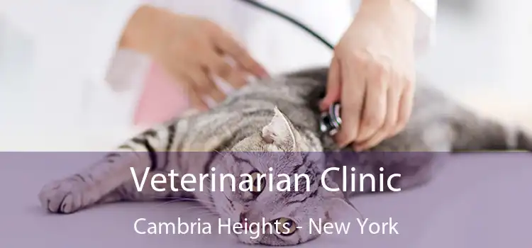 Veterinarian Clinic Cambria Heights - New York