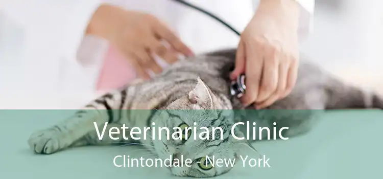 Veterinarian Clinic Clintondale - New York