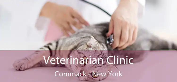 Veterinarian Clinic Commack - New York