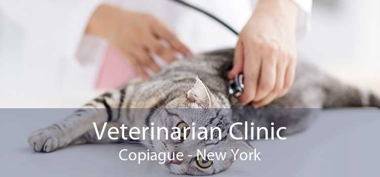 Veterinarian Clinic Copiague - New York