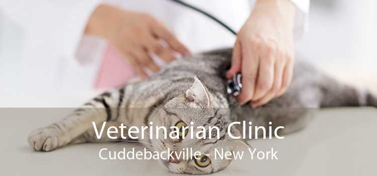 Veterinarian Clinic Cuddebackville - New York