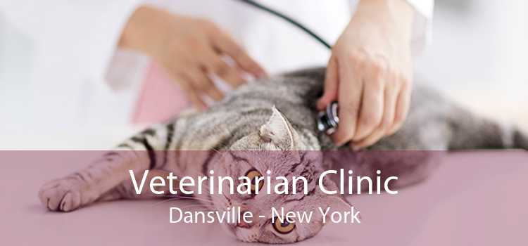 Veterinarian Clinic Dansville - New York