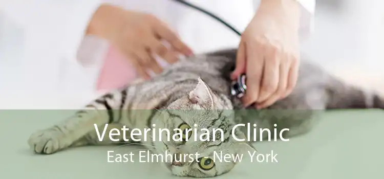 Veterinarian Clinic East Elmhurst - New York