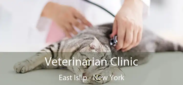 Veterinarian Clinic East Islip - New York