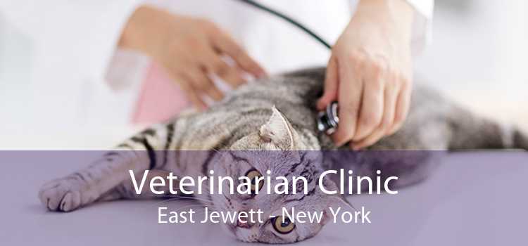 Veterinarian Clinic East Jewett - New York