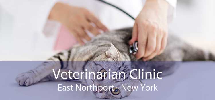 Veterinarian Clinic East Northport - New York