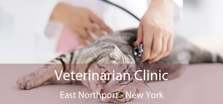 Veterinarian Clinic East Northport - New York