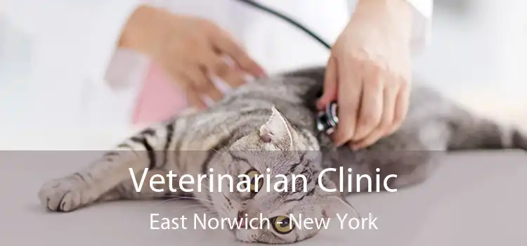 Veterinarian Clinic East Norwich - New York