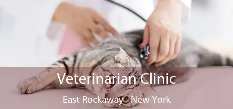 Veterinarian Clinic East Rockaway - New York