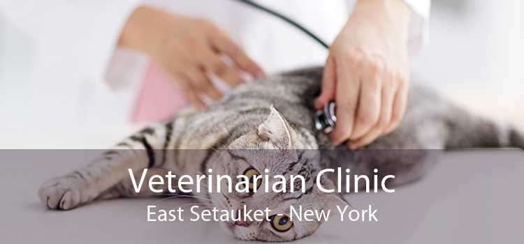 Veterinarian Clinic East Setauket - New York