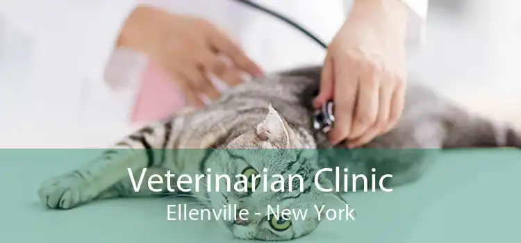 Veterinarian Clinic Ellenville - New York