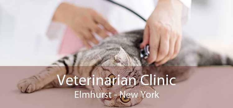 Veterinarian Clinic Elmhurst - New York