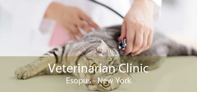 Veterinarian Clinic Esopus - New York