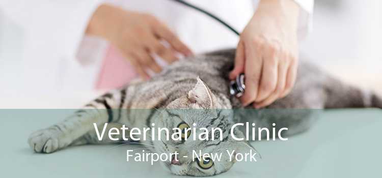 Veterinarian Clinic Fairport - New York