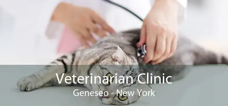 Veterinarian Clinic Geneseo - New York