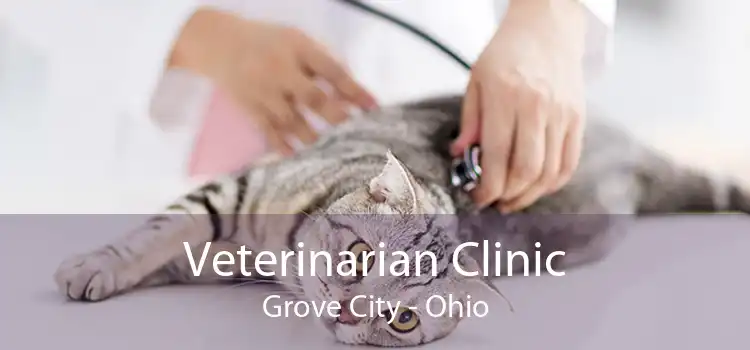 Veterinarian Clinic Grove City - Ohio