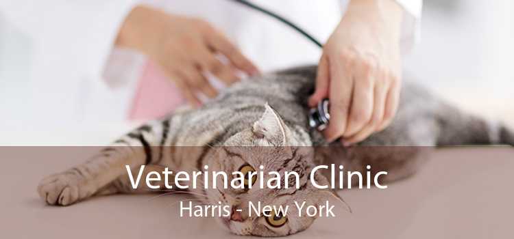 Veterinarian Clinic Harris - New York
