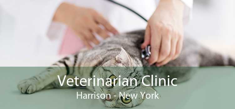 Veterinarian Clinic Harrison - New York