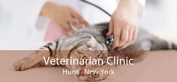 Veterinarian Clinic Hunt - New York