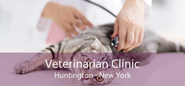 Veterinarian Clinic Huntington - New York