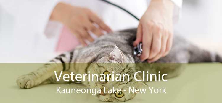 Veterinarian Clinic Kauneonga Lake - New York