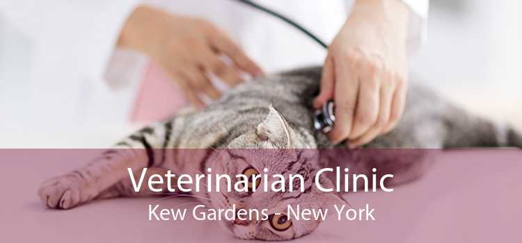 Veterinarian Clinic Kew Gardens - New York