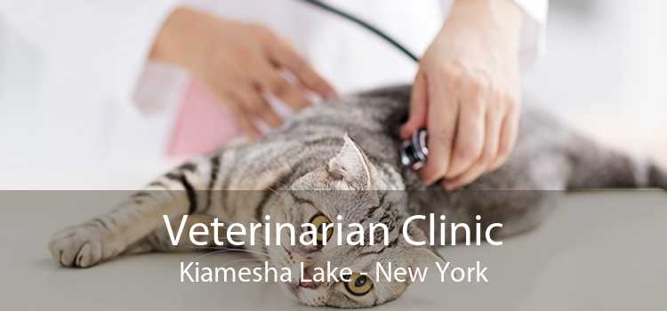 Veterinarian Clinic Kiamesha Lake - New York