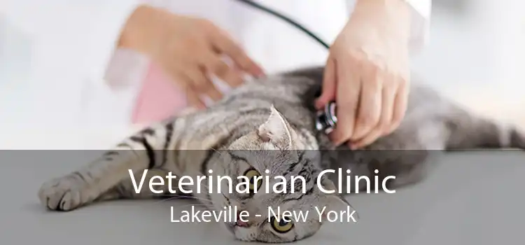 Veterinarian Clinic Lakeville - New York