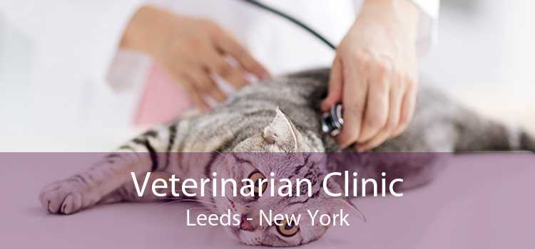 Veterinarian Clinic Leeds - New York