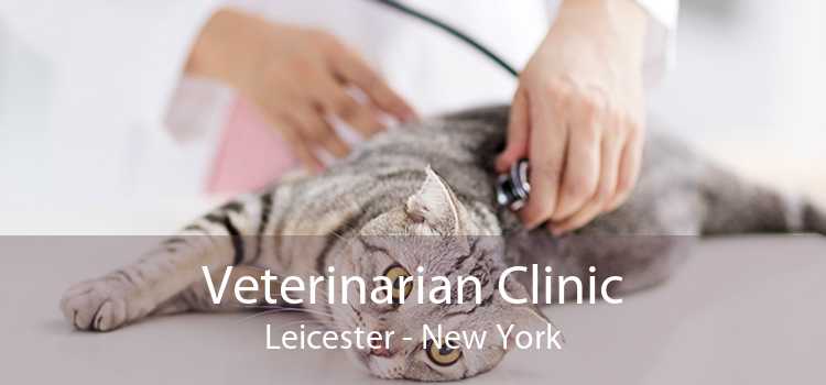 Veterinarian Clinic Leicester - New York