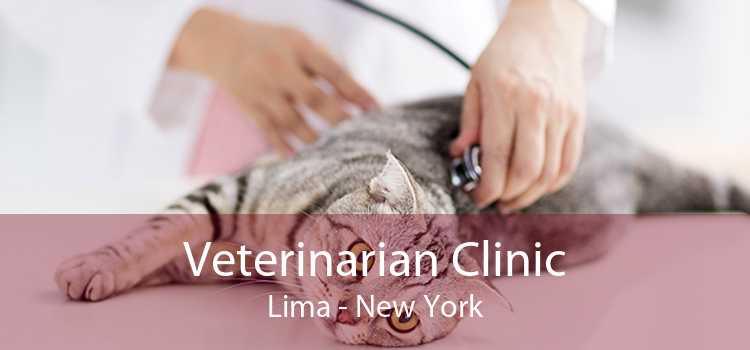 Veterinarian Clinic Lima - New York